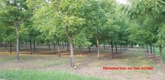 10 lbs. BLACK WALNUTS in the shell – Fall 2025 crop – our famous “squirrel nuts”