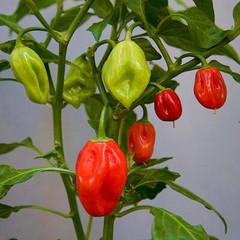 Red Habanero Pepper Seeds | Heirloom / Non-GMO | Free Shipping | Seed Store 1004