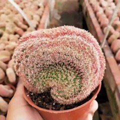 6-8CM Cactus Plant Echinocereus Rigidissimus Rubispinus Cristata Cactaceae Plant