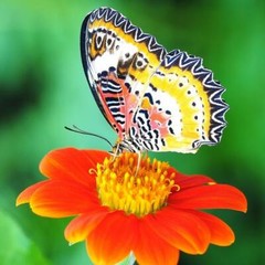 Sunflower, MEXICAN TORCH Mix Orange &Yellow Pollinators Bees Non-GMO 50 Seeds!