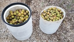 10 lbs. BLACK WALNUTS in the shell – Fall 2025 crop – our famous “squirrel nuts”