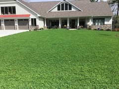 Micro Clover Seed, Organic Coated, Eco-Friendly, Low Growing, Low Maintenance