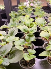 African Violet Plant LE Oksana Starter Plant Standard