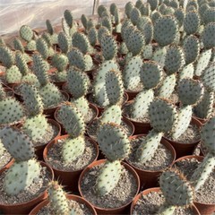 8CM Succulent Cactus Plant Opuntia Santarita（2-Head）Cactaceae Home Garden Plant