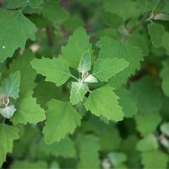 TP Seed Lambs Quarters Seed for Planting – Ideal for Medicinal Planting – Herb G