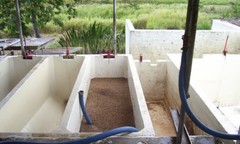 100% Hawaiian / Kona Coffee Beans Medium Roasted 10 Bags 1 Pound Each