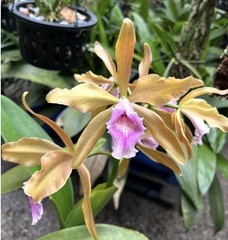 Cattleya Ruth Ciejka Pink White Yellow Amber Orchid Eros Hybrid 2” Pot