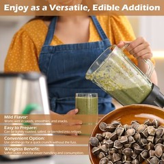1600 Moringa Oleifera Seeds 1 lb. Bulk Jar WINGLESS Fresh Semillas de Moringa