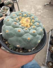 8cm RareSucculent Plant LF Cactus OwnRoot WYSIWYG Boutique Garden