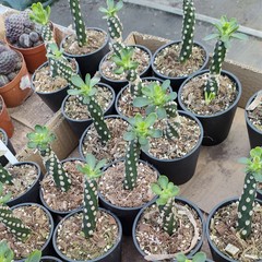 8CM Succulent Cactus Plant Euphorbia Royleana Spineless Euphorbiaceae Beautiful