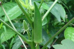 Clemson Spineless Okra Seeds, NON-GMO, Gumbo, Lady’s Fingers, Gombo, Bendi