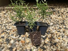 Creeping Rosemary in 2.5” Nursery Cubes (Rosmarinus officinalis ‘Prostratus’)