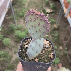 8CM Succulent Cactus Plant Opuntia Santarita（2-Head）Cactaceae Home Garden Plant