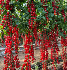 100+ WATERFALL TOMATOES SEEDS – SWEET – HIGH YIELD – HEIRLOOM – ORGANIC — RARE