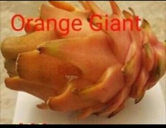 DRAGON FRUIT CUTTINGS – MULTIPLE VARIETIES – 8″ – 12: SIZE