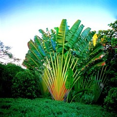 TRAVELERS PALM TREE SEEDS (Ravenala madagascariensis) Bird of Paradise Plant
