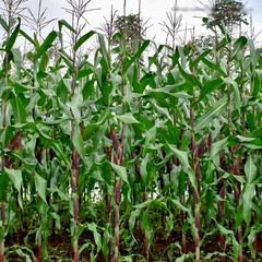 250+ Black Waxy Corn Seedss (Zea mays ceratina) For Planting