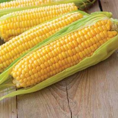 Kandy Korn Sweet Corn Seeds, Early Hybrid, SH2 High Sugar Content, FREE SHIPPING
