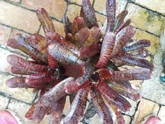 Neoregelia TUNISIA Bromeliad one tropical plant
