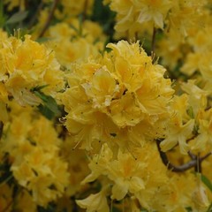 LEMON LIGHTS~Aromi Azalea Rhododendron Hybrid~STARTER Plant~MAY BE DORMANT!