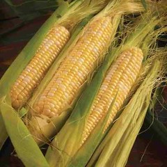 Peaches & Cream Corn Seeds | Non-GMO | Vegetable Seeds