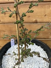 Operculicarya decaryi – Madagascar Elephant Tree – 3 years old