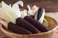 2.000+ Purple Waxy Corn Seedss (Zea mays ceratina) For Planting