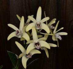 Orchid Hybrid Dendrobium Newbold Bride 3.25” Pot