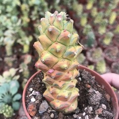 8CM Succulent Cactus Plant Monadenium Ritchiei Nyambense Variegated Cactaceae