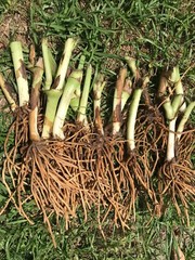 25 Spiderwort Tradescantia Plant Rhizomes Bulbs Perennial Purple Flowers