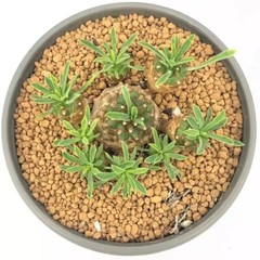 8cm Succulent Cactus Plant Euphorbia Gabizan（5-7 Heads）Cactaceae Beautiful Plant