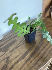 ZIG ZAG FISHBONE PLANT AS SHOWN IN 2 1/2″ POT