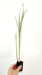Live Cold Hardy Dwarf Cattail Aquatic Marginal Pond Plant