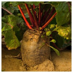 Red Mammoth Fodder Beet Seeds, NON-GMO, Mammoth Mangold, Heirloom, FREE SHIPPING