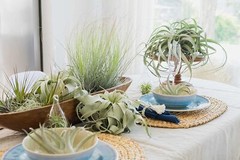 Xerographica Air Plants-Varied Sizes, Wholesale Bulk, Easy Care, 30Day Guarantee