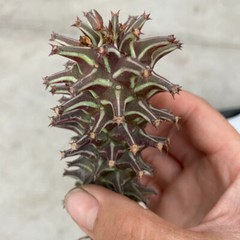 8CM Succulent Cactus Plant Euphorbia Guentheri Euphorbiaceae Home Garden Plant