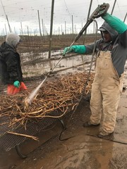 Farm Direct Hop Rhizomes – 14 Varieties to choose from!