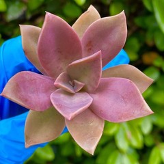 Rare Succulent Pink Graptoveria Dusty Easy Care Rooted Live Plant 3-Inch