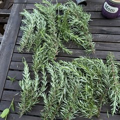 Organic Fresh Rosemary
