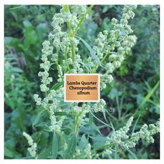 Lambs Quarters | 100 Seeds | Super Food | Chenopodium album | Lambsquarters