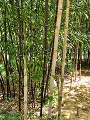 Black Bamboo Phyllostachys Nigra Live Bare Root Plant (3) Fresh Rhizomes
