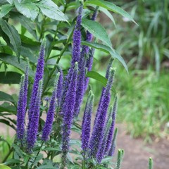 Salvia Lyrical Blues 2 Potted Plants – Rooted in Quart Pots, Easy to Grow