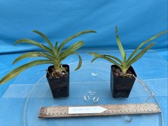 Sarcochilus Yellow Hart Yellow White Orchid Hybrid NEW DIVISIONS 2” Pot (CJ4)