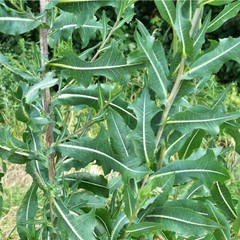 Earthcare Seeds Wild Lettuce 50 (Lactuca virosa) Heirloom – Non Rosette
