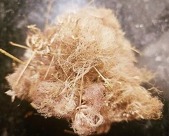 Dried Silk Mimosa Tree Fragarant Pink Flowers Tea Tincture Albizia Julibrissin