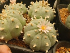 20 Seeds – Loph (willi) var. Huizache – Button Cactus (US Seller)