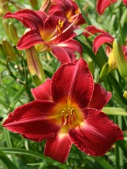 Dark Red Daylily One Rooted Starter Plant