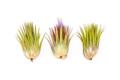 Jumbo Ionantha Guatemala ‘Macho’ Air Plants- Wholesale, Easy Care Indoor/Outdoor