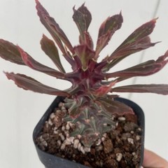 8CM Succulent Cactus Plant Euphorbia Guentheri Euphorbiaceae Home Garden Plant