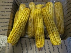 10LB (approx 24 ears) OF EAR CORN BIRDS-SQUIRRELS-OTHER WILDLIFE. FREE SHIPPING